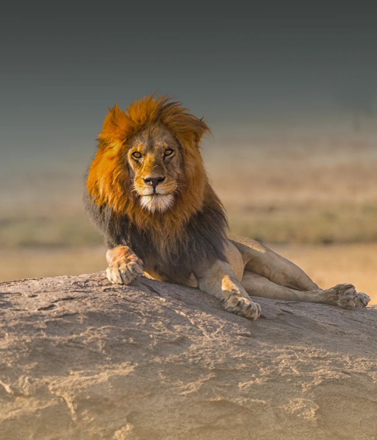 Serengeti Ngorongoro Crater Wildlife