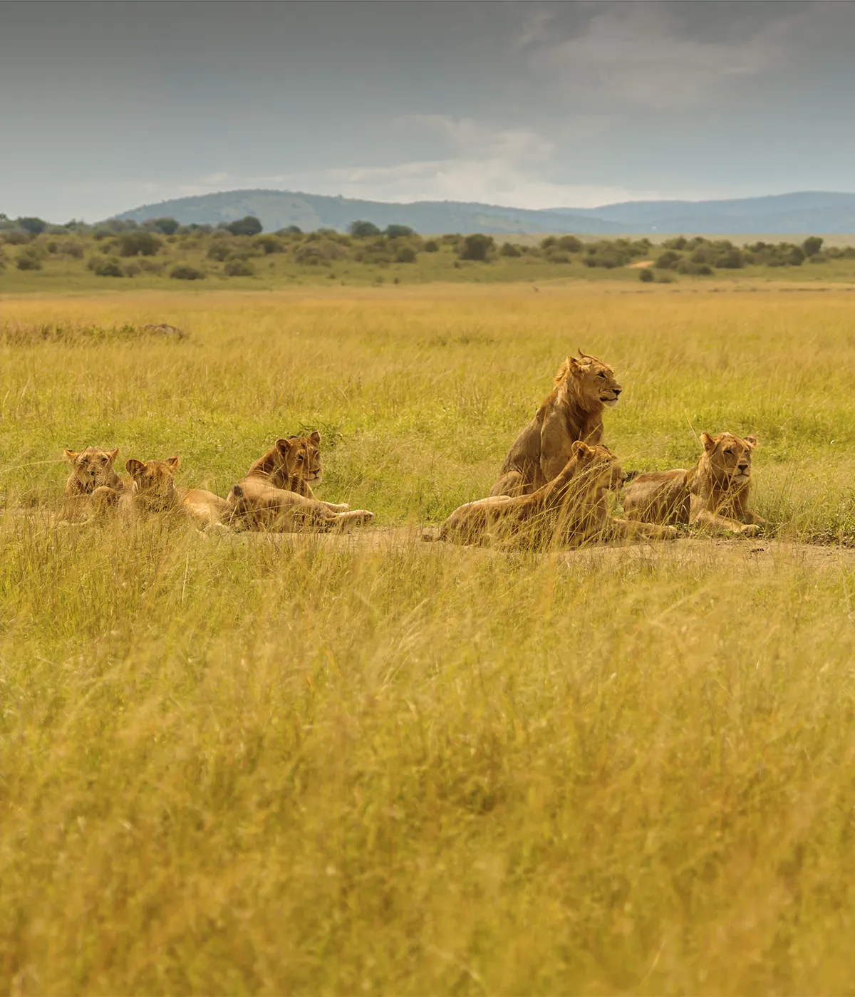 Serengeti Ngorongoro Crater BigFive