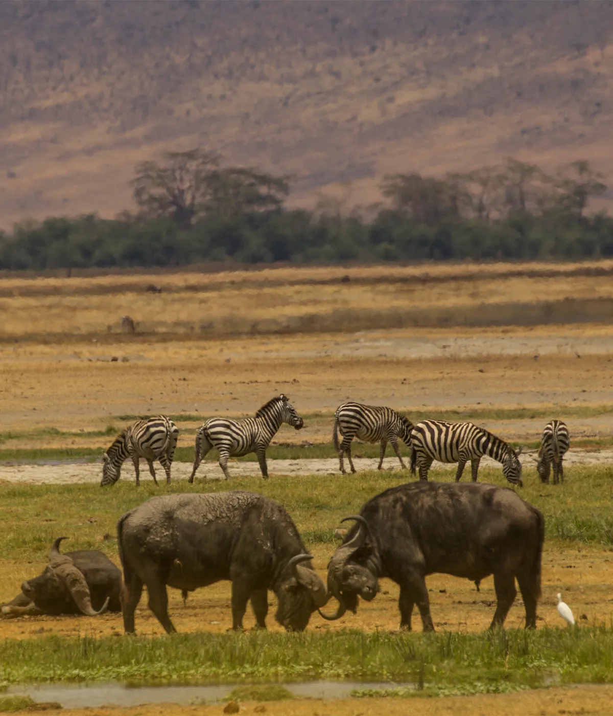 Arusha- Serengeti Attractions