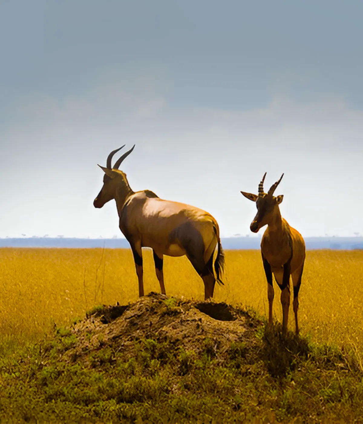 Tarangire - Serengeti Bigfive
