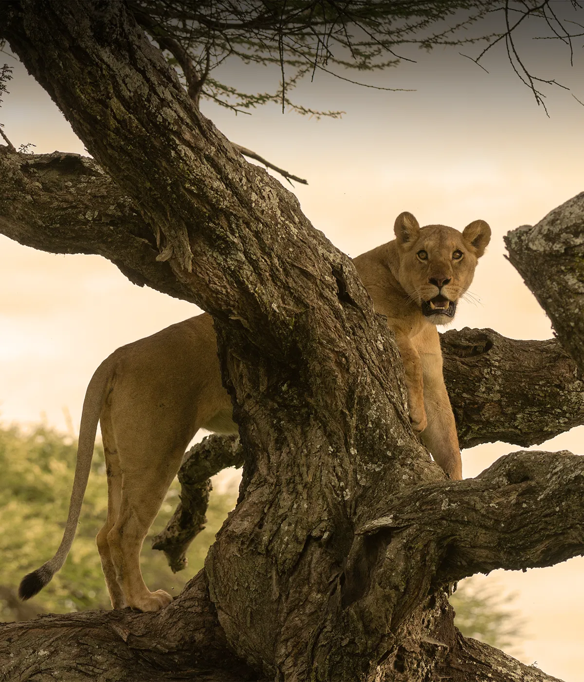 Serengeti to Ngorongoro crater Climbing Lion