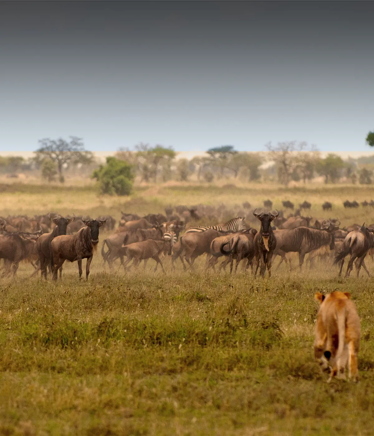 Serengeti National Park Attraction
