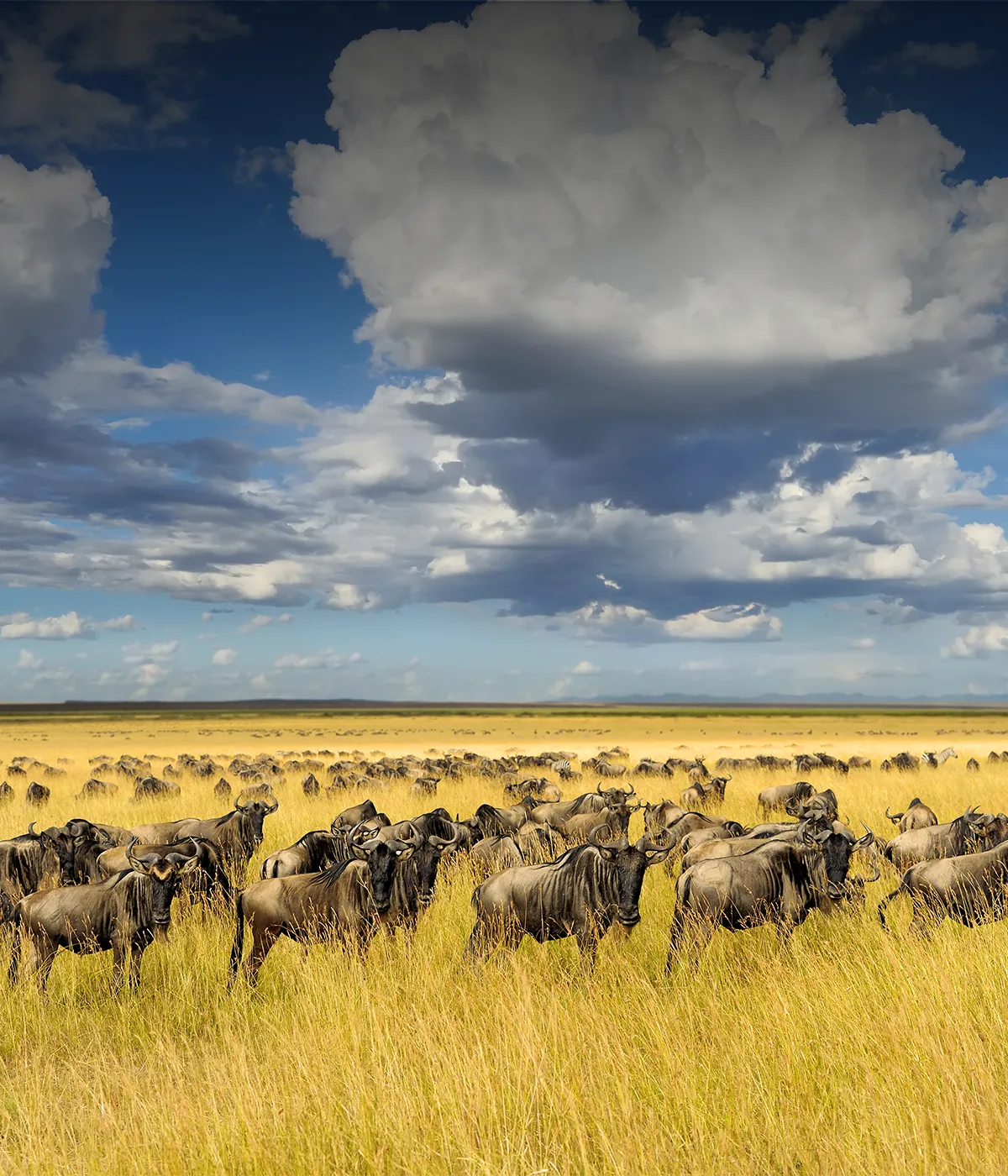 Serengeti National Park Migration