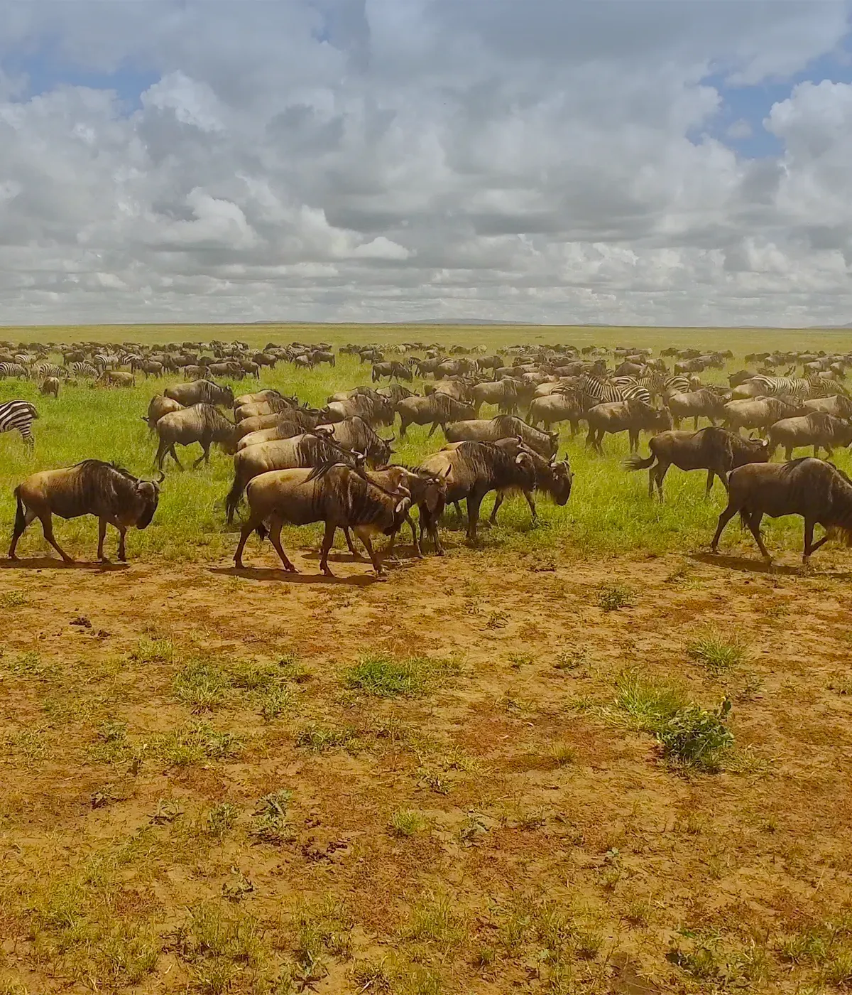 Serengeti National Park Attraction