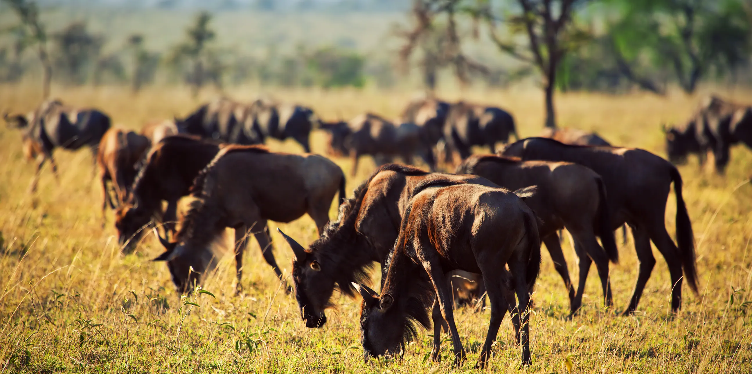 5 Days Migration Safari In Tanzania