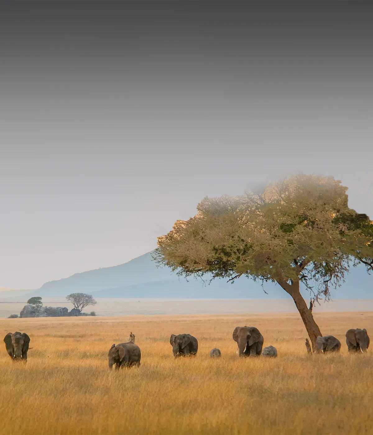 Serengeti – Ngorongoro Attractions