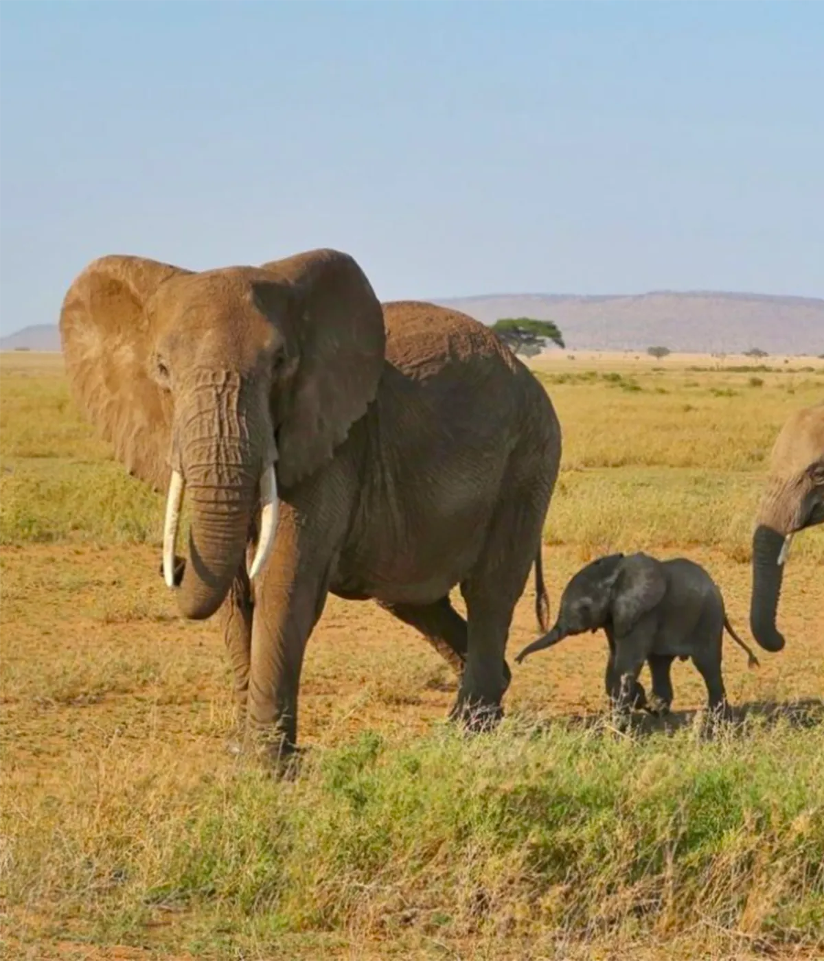 Tarangire - Serengeti Guided Safari