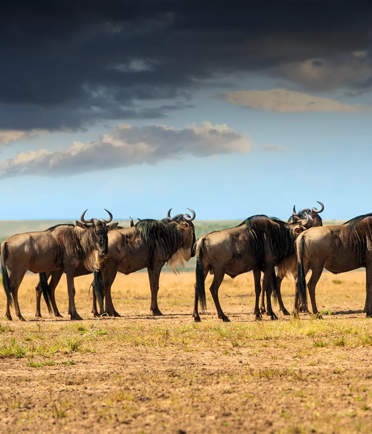 Serengeti – Ngorongoro Wildebeest