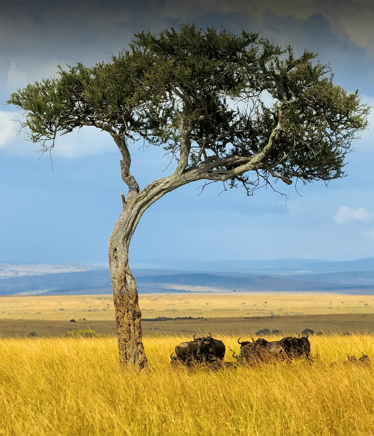 Serengeti – Ngorongoro Attractions