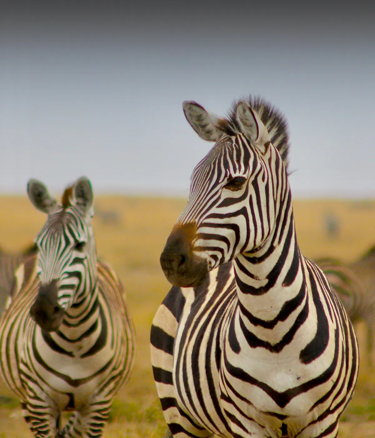 Arusha- Tarangire Walking Safari