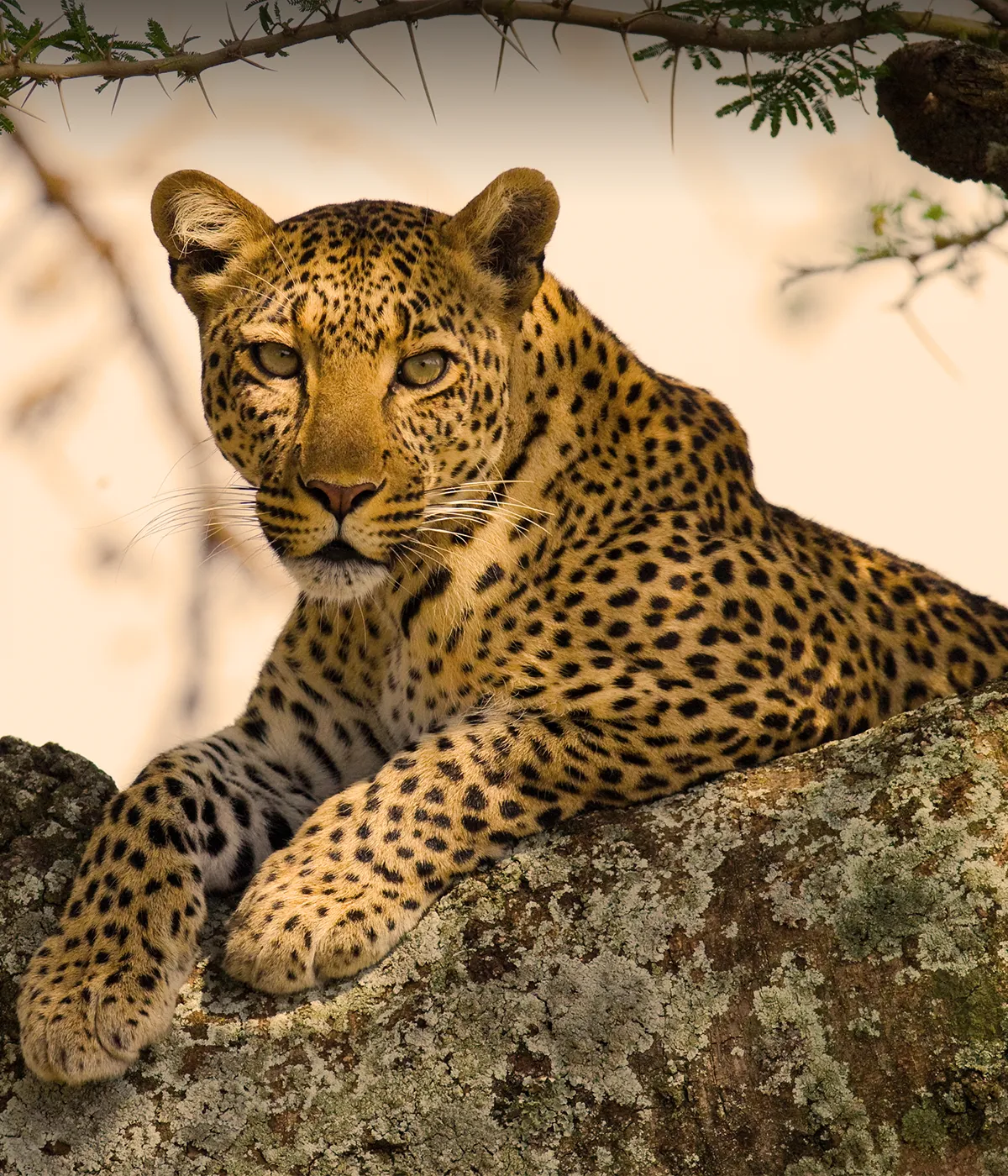 Tarangire - Serengeti BigFive