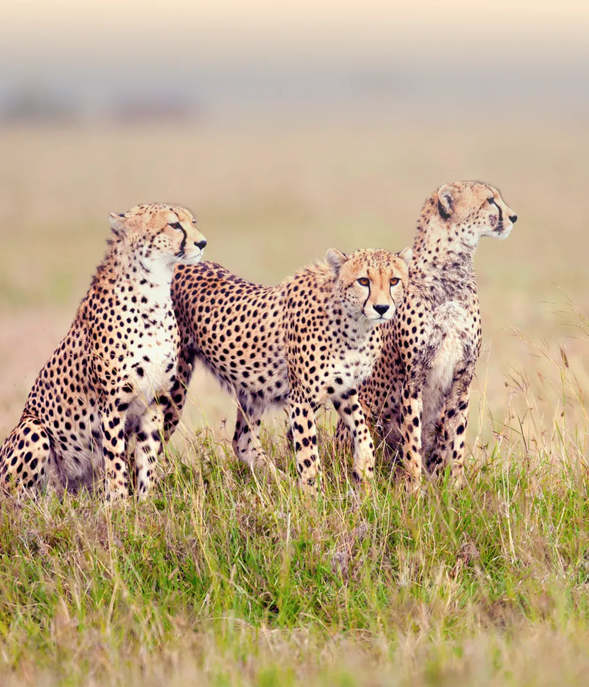 Tarangire - Serengeti Attractions