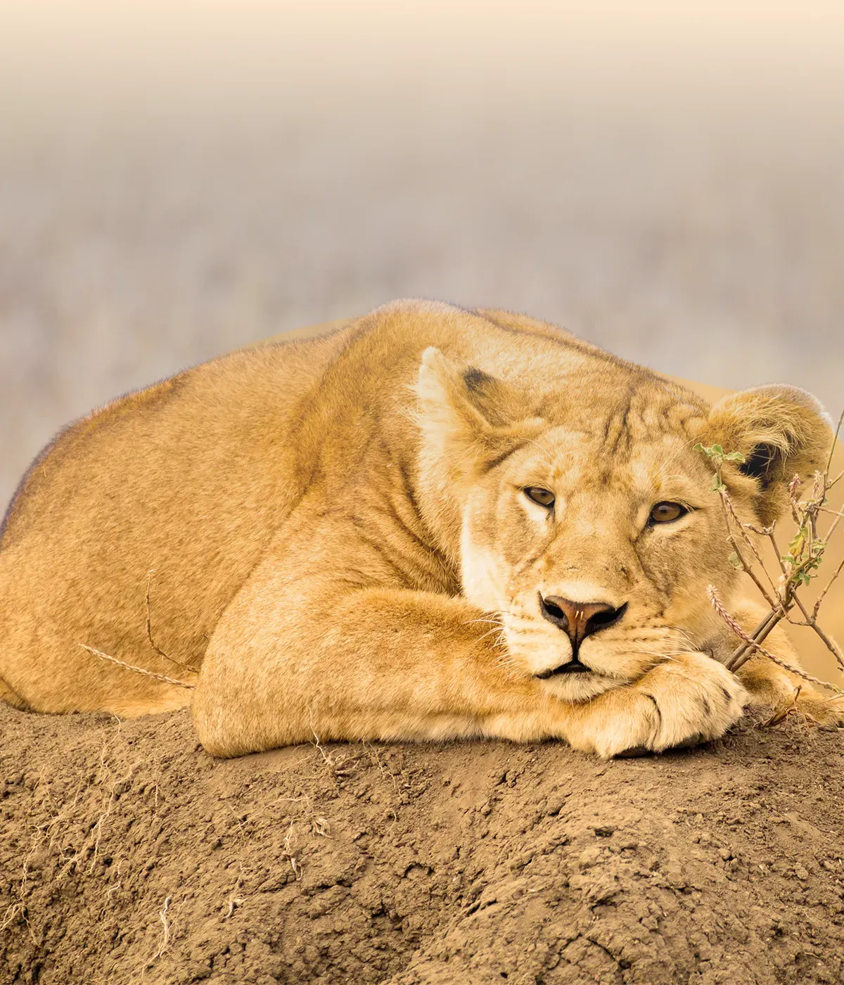 Tarangire - Serengeti BigFive