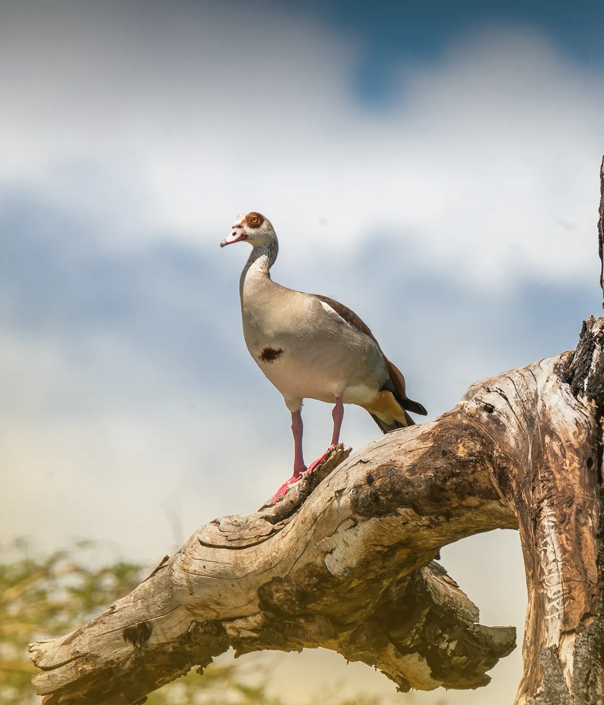 Serengeti Birdlife