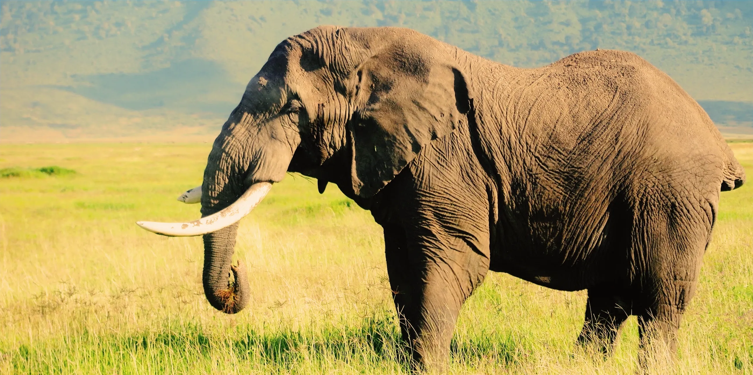 5 Days Tanzania Safari