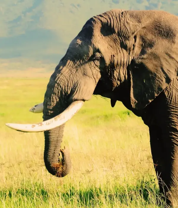 5 Days Tanzania Safari
