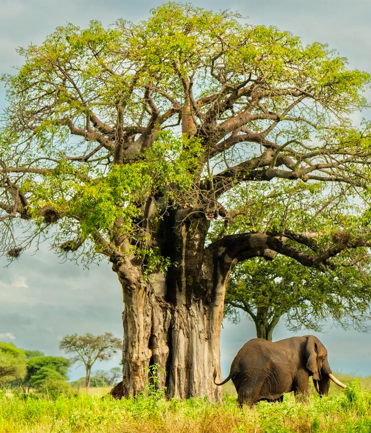 Arusha- Tarangire Baobab Tree
