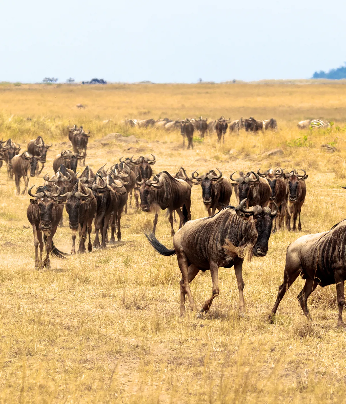 Serengeti – Ngorongoro Wildebeest