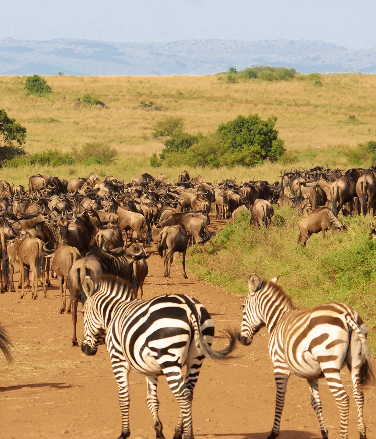 Serengeti – Ngorongoro Migration
