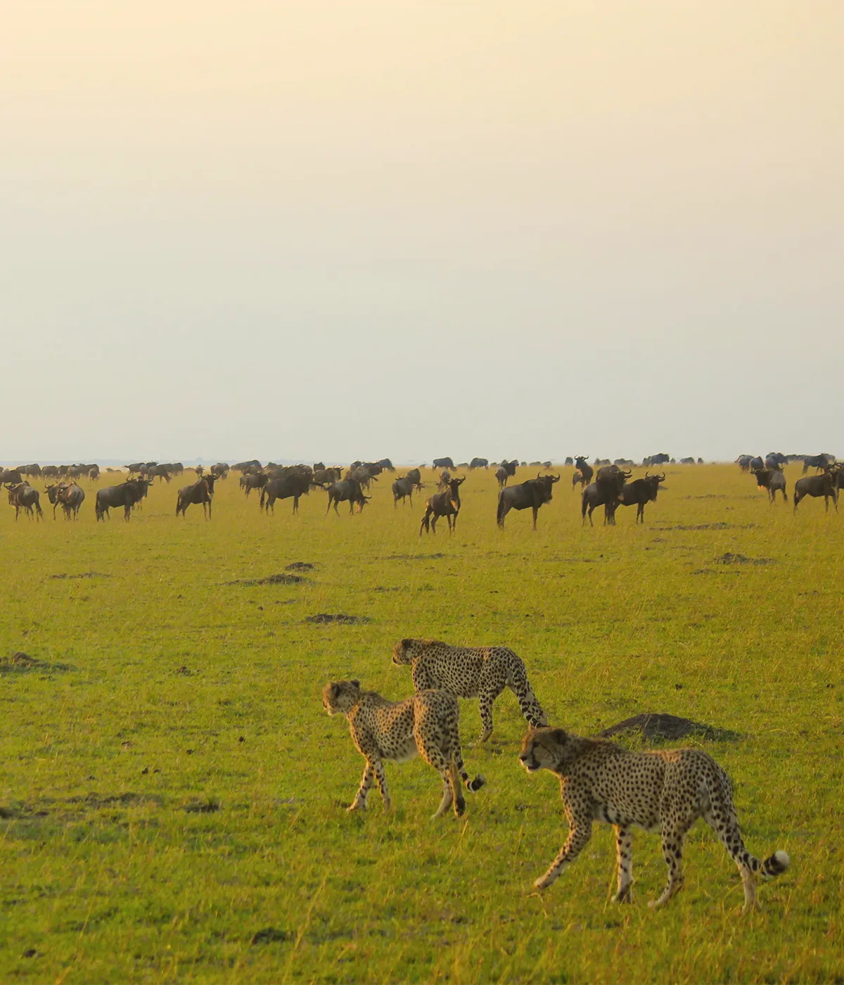 Manyara NP - Arusha Attractions