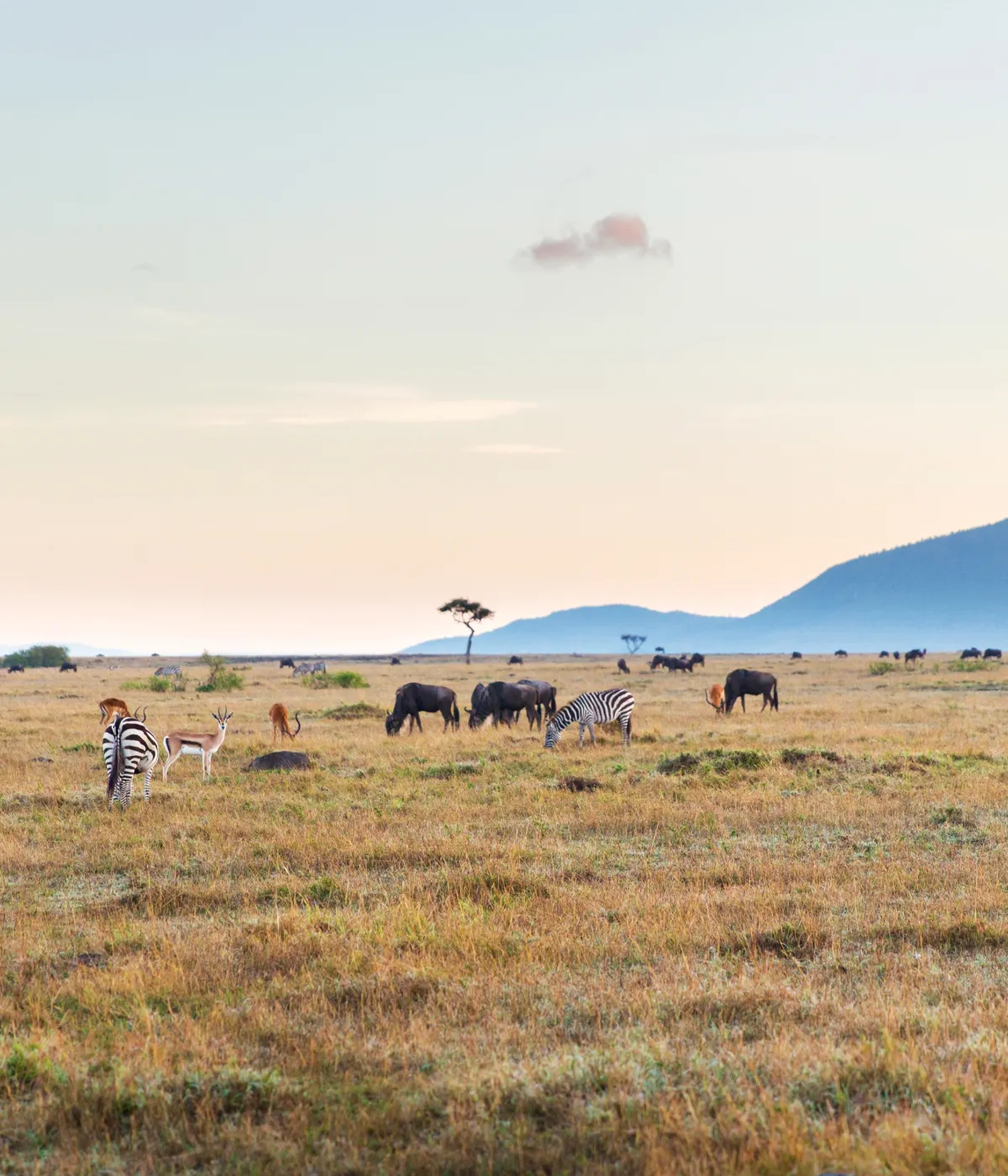 Manyara NP - Arusha Wildlife