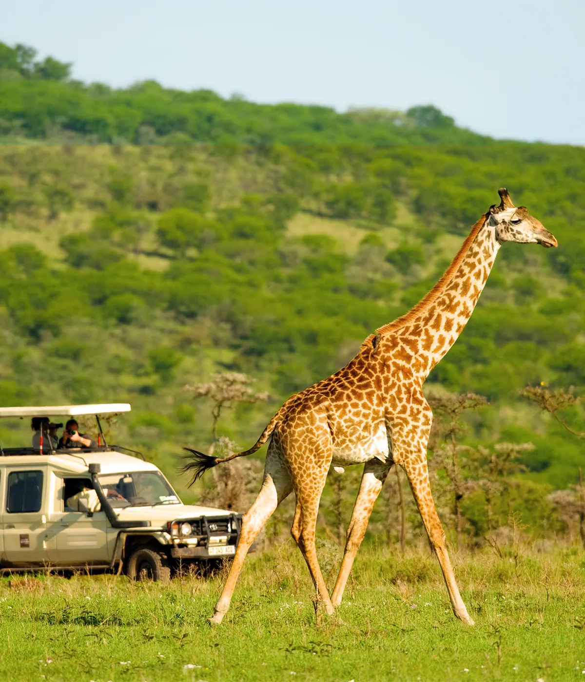 Arusha- Tarangire Game Drive