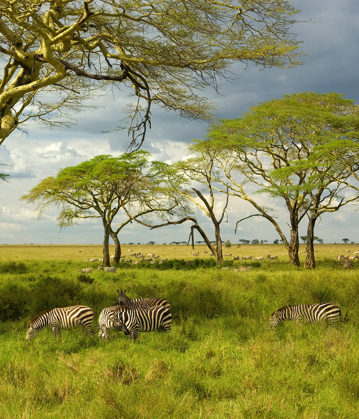 Arusha- Tarangire Wildlife