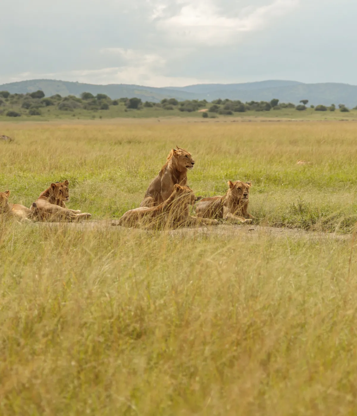 Tarangire - Serengeti Wildlife