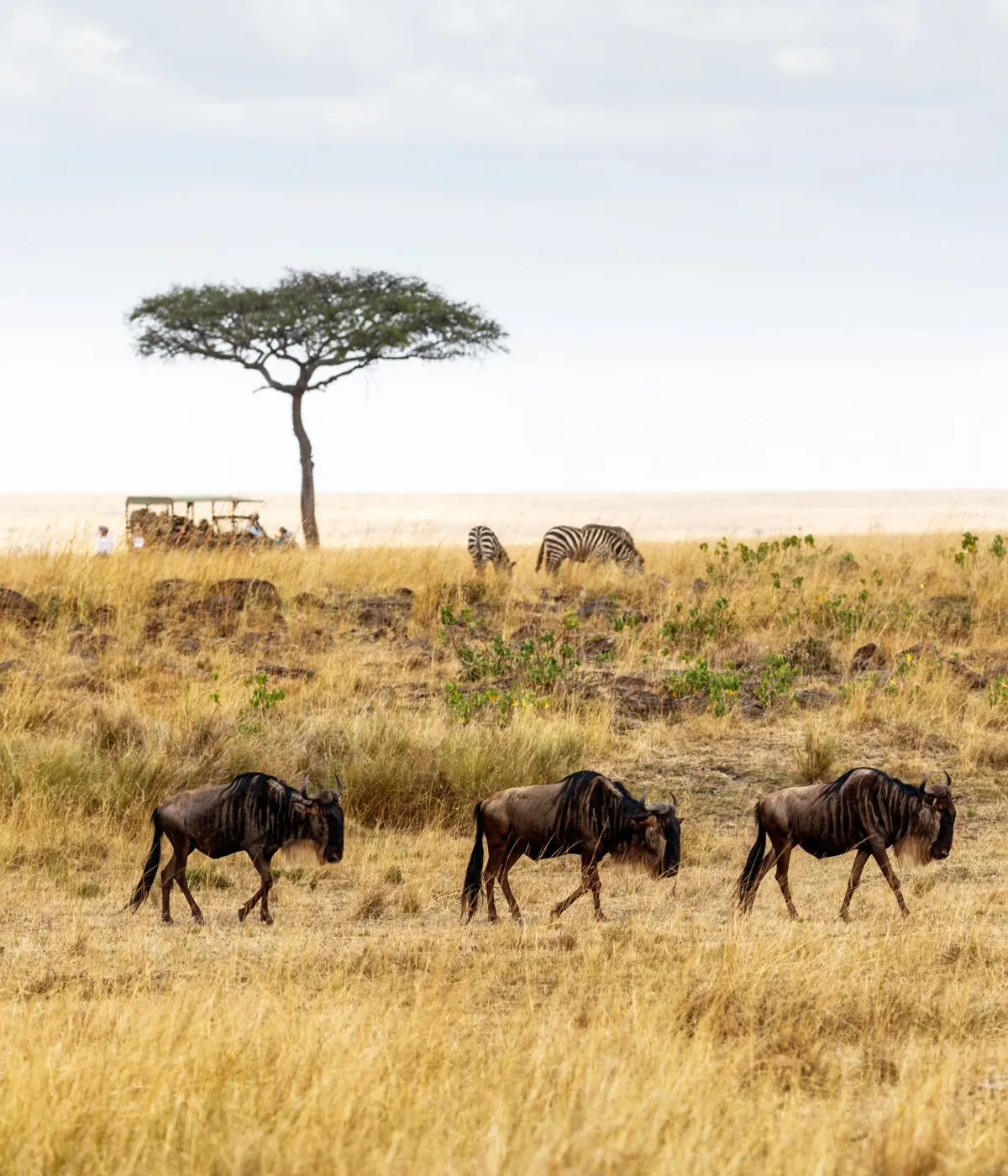 Tarangire - Serengeti Attractions