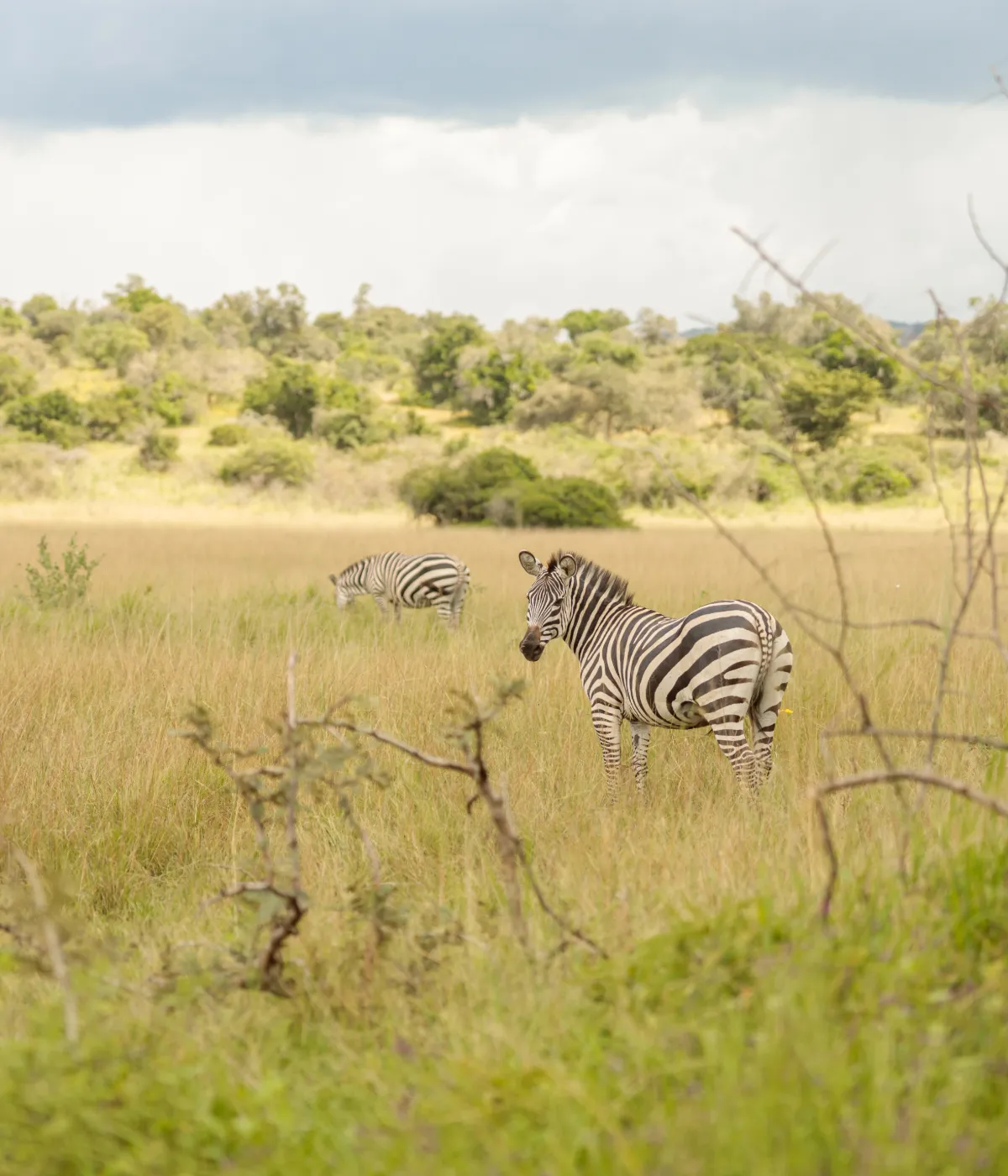 Tarangire - Serengeti Wildebeest