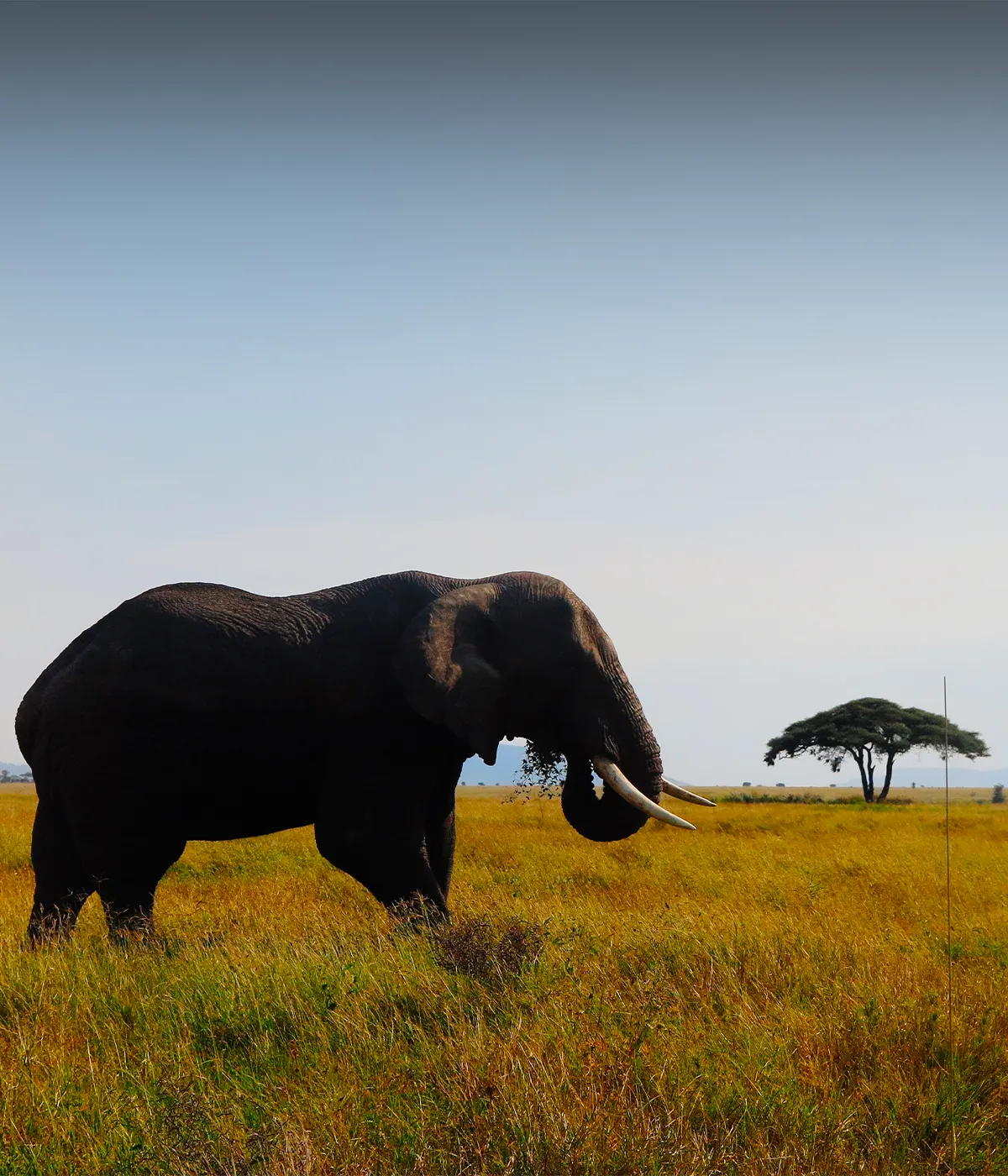 Serengeti National Park Savvanah