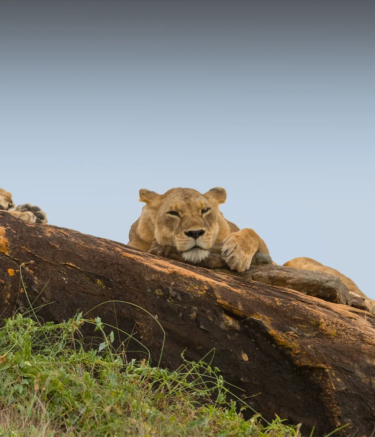 Serengeti National Park Game Drive