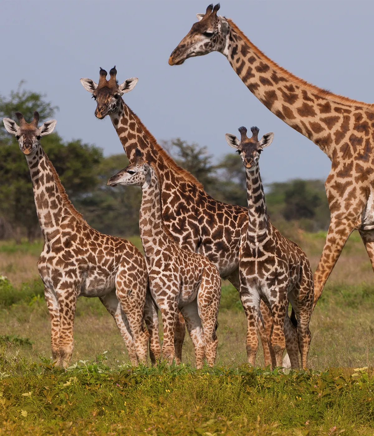 Serengeti National Park Attraction
