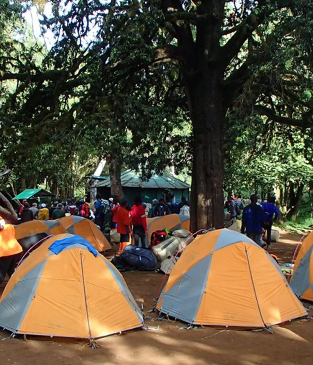 Forest Camp
