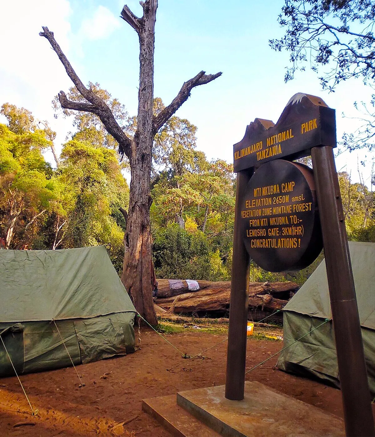 Forest Camp Site
