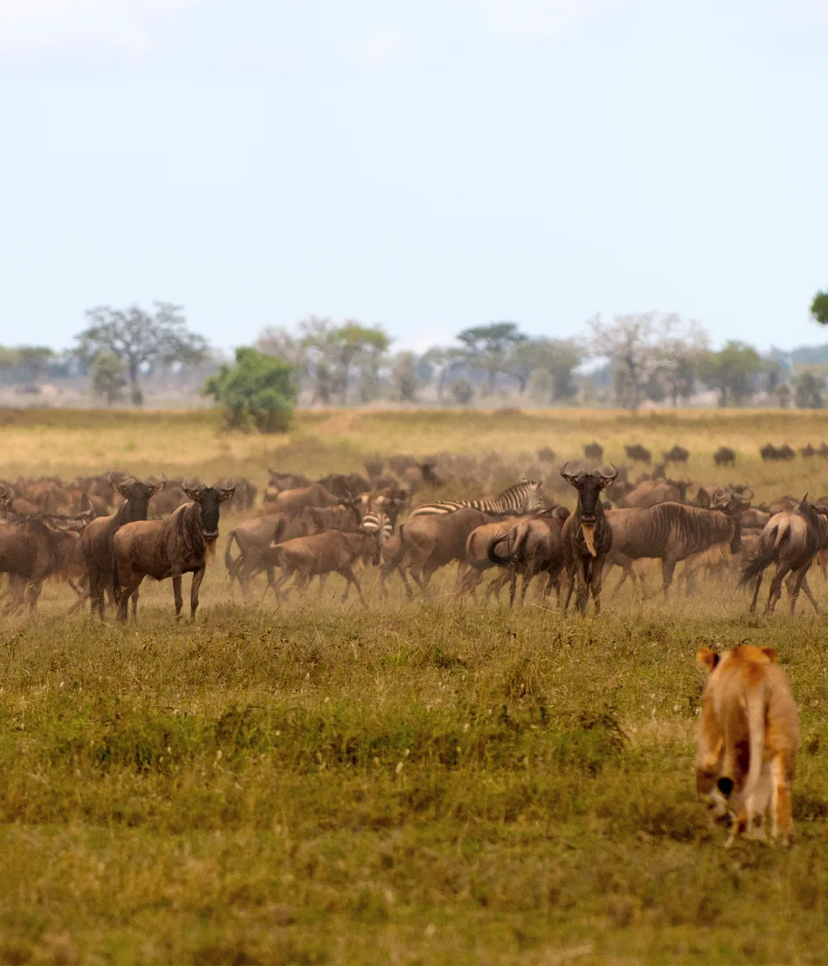 Serengeti - Ngorongoro crater Wildebest