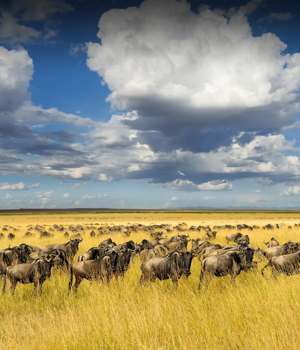Central Serengeti Migration