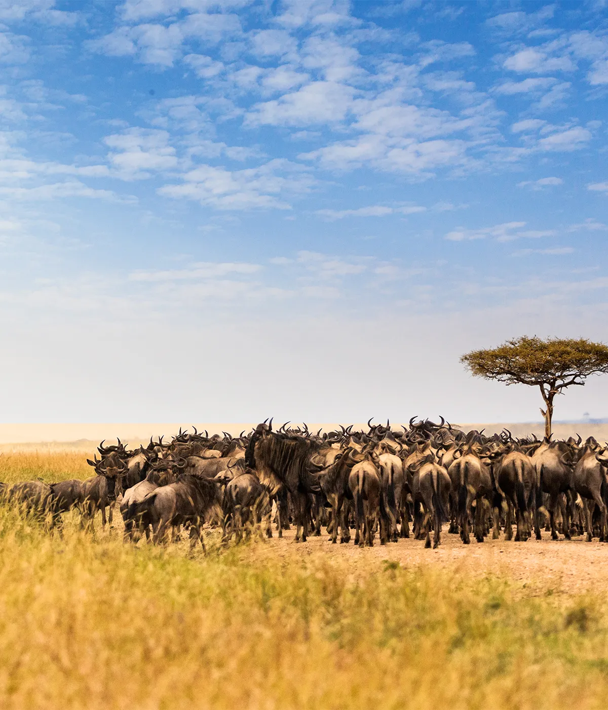 Central Serengeti Wildlife