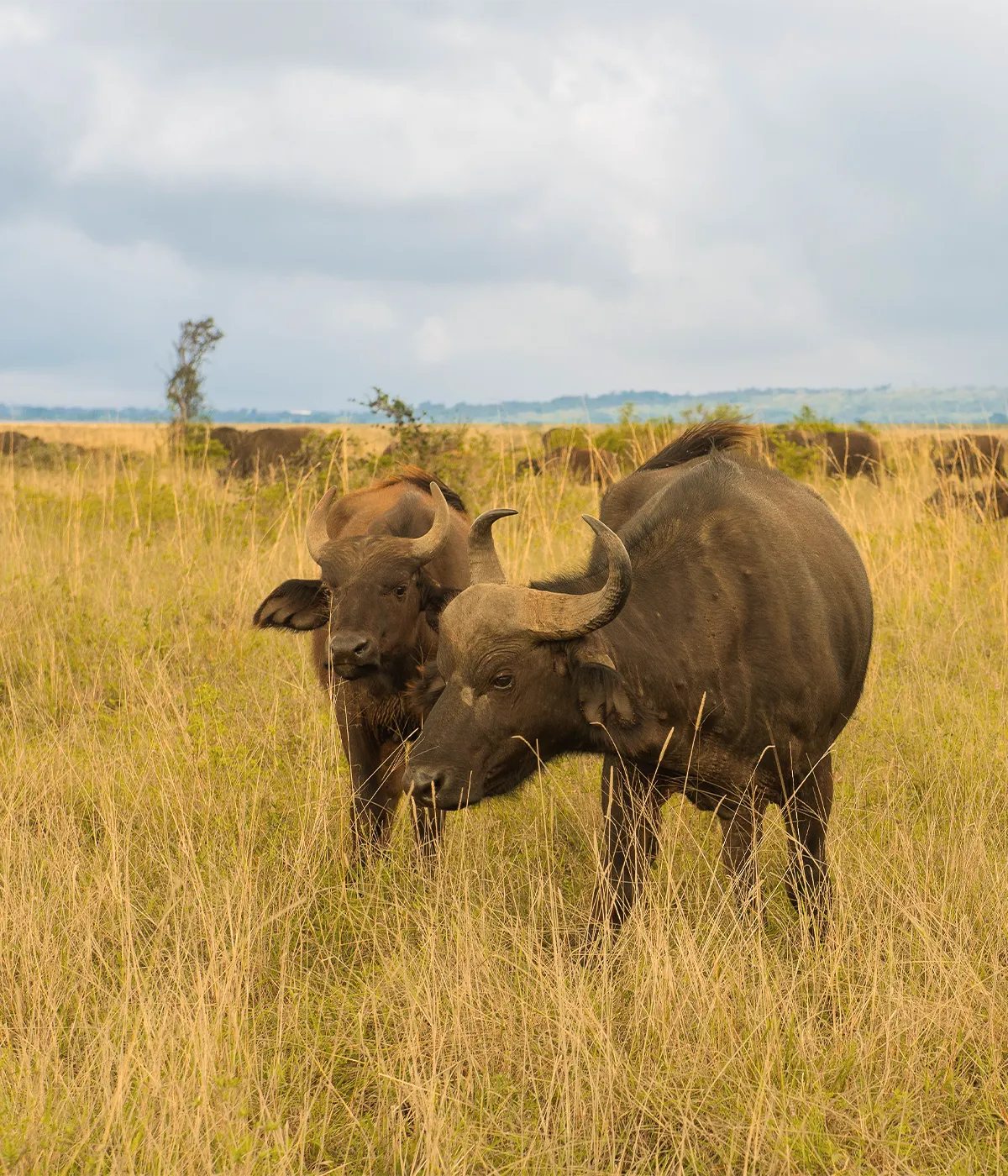 Serengeti - Ngorongoro crater Attraction