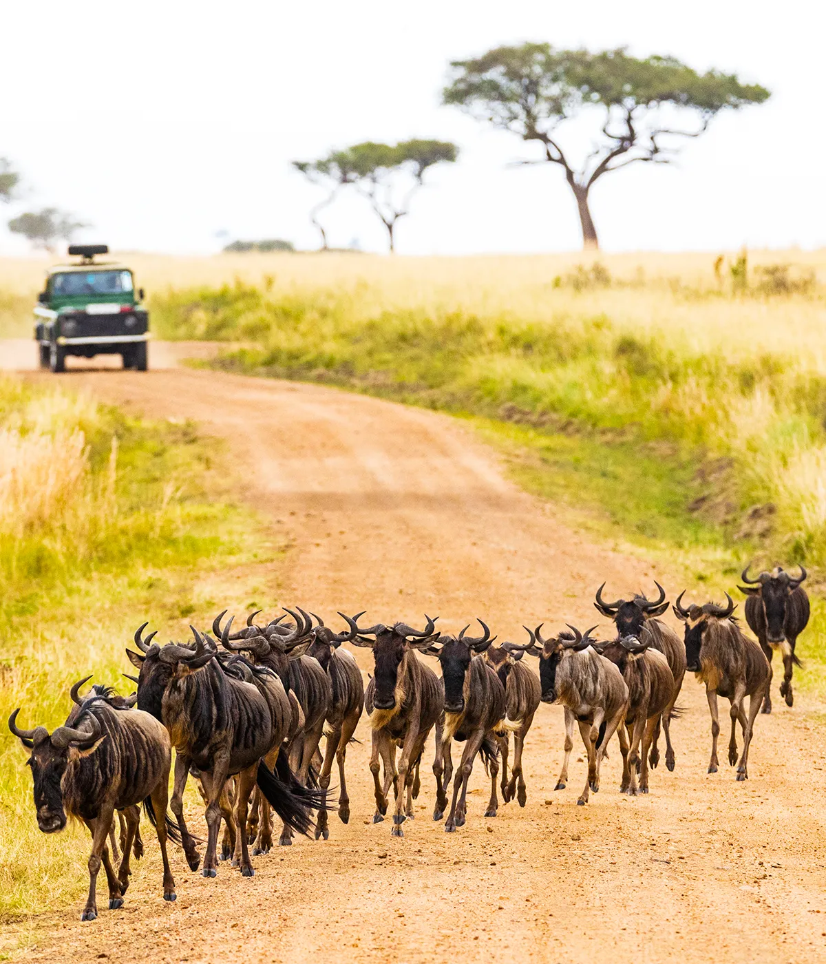 Serengeti National Park Wildlife