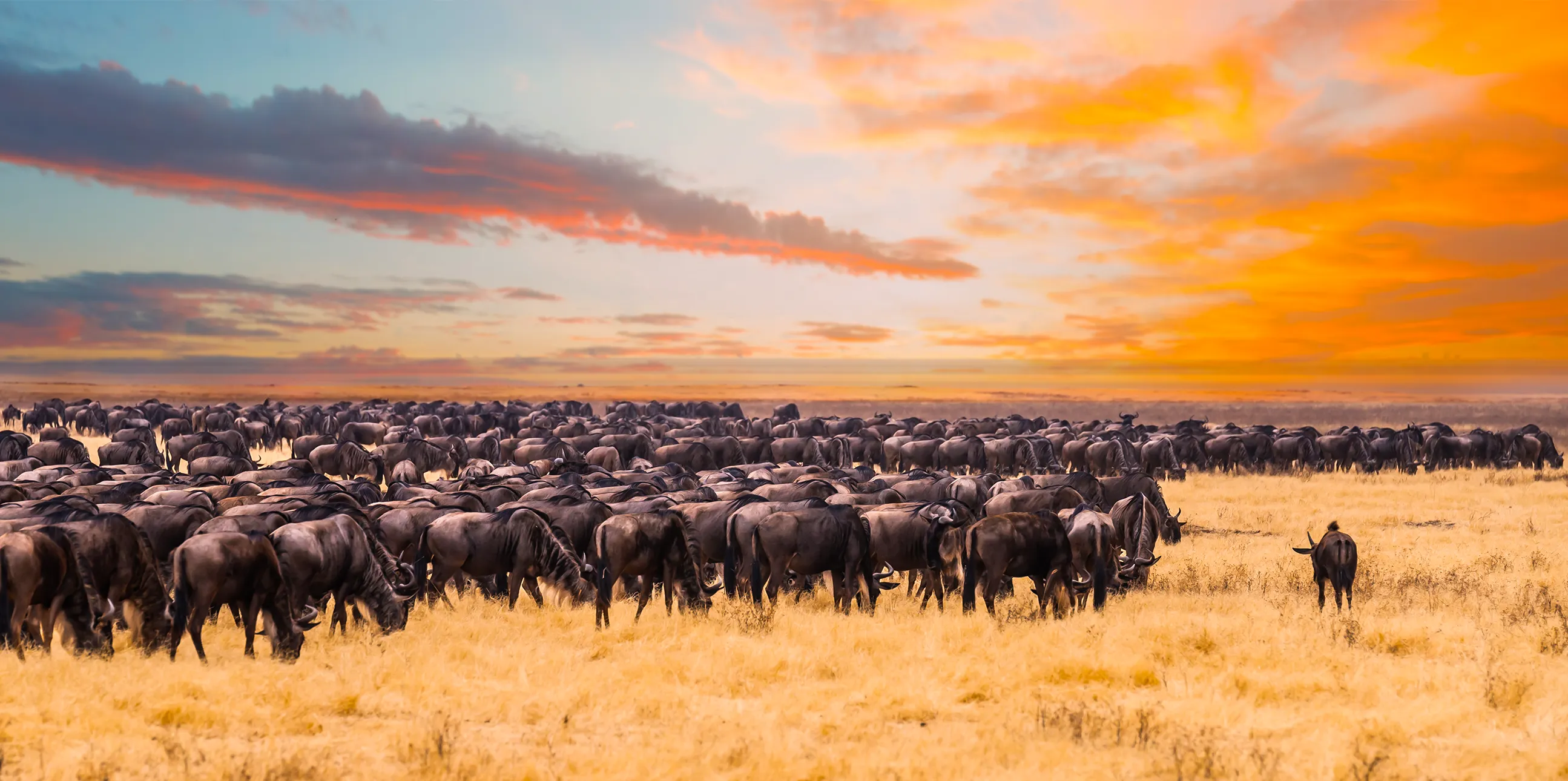 6 Days Migration Safari In Tanzania