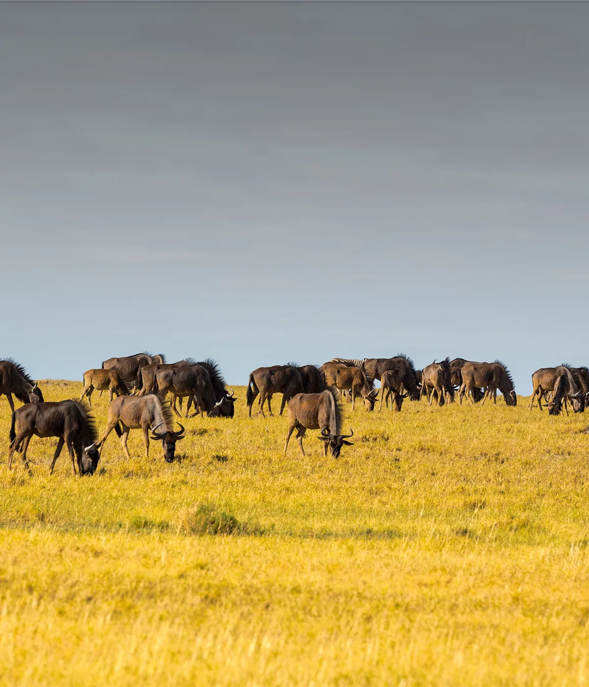 Serengeti National Park Savannah