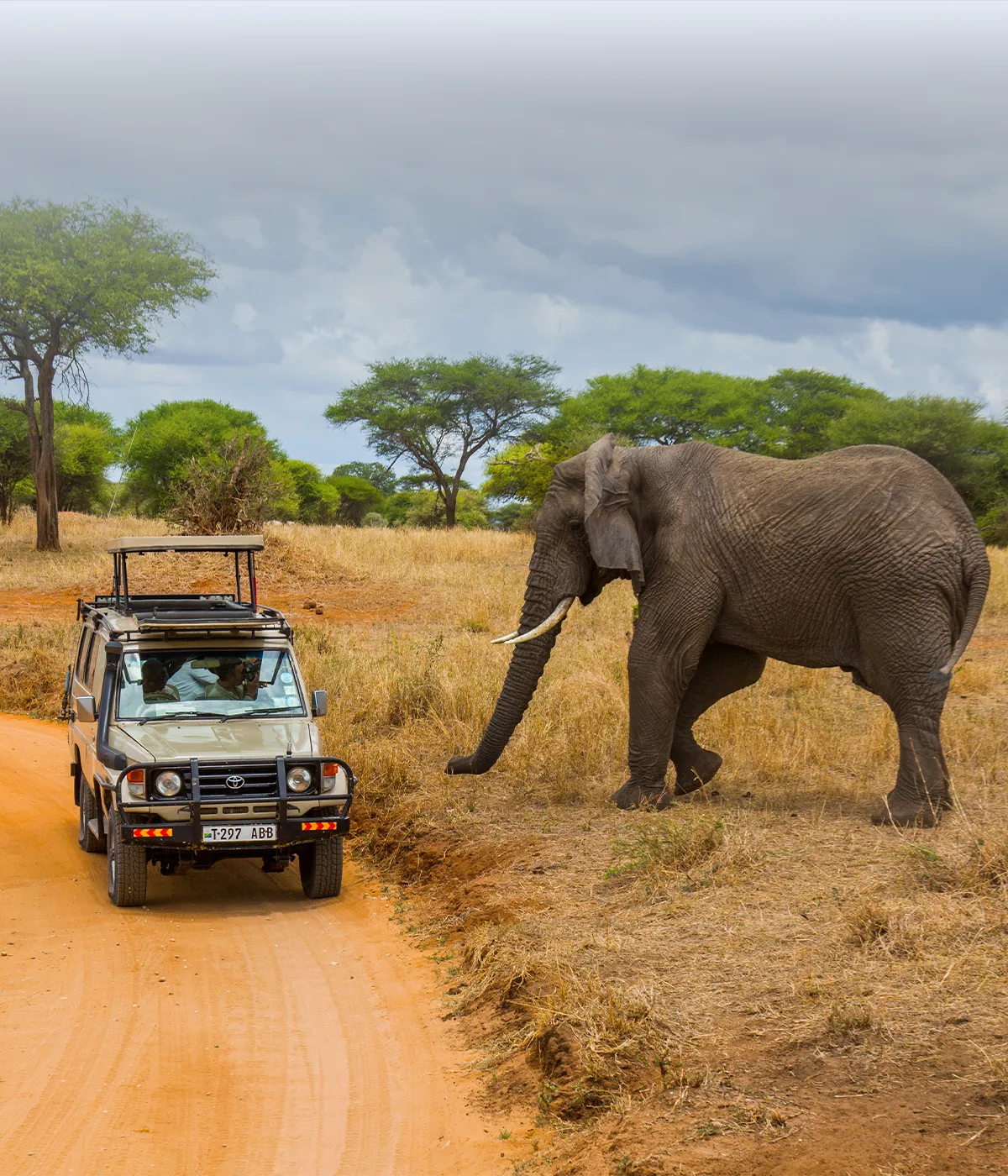 Tarangire National Park Wildlife