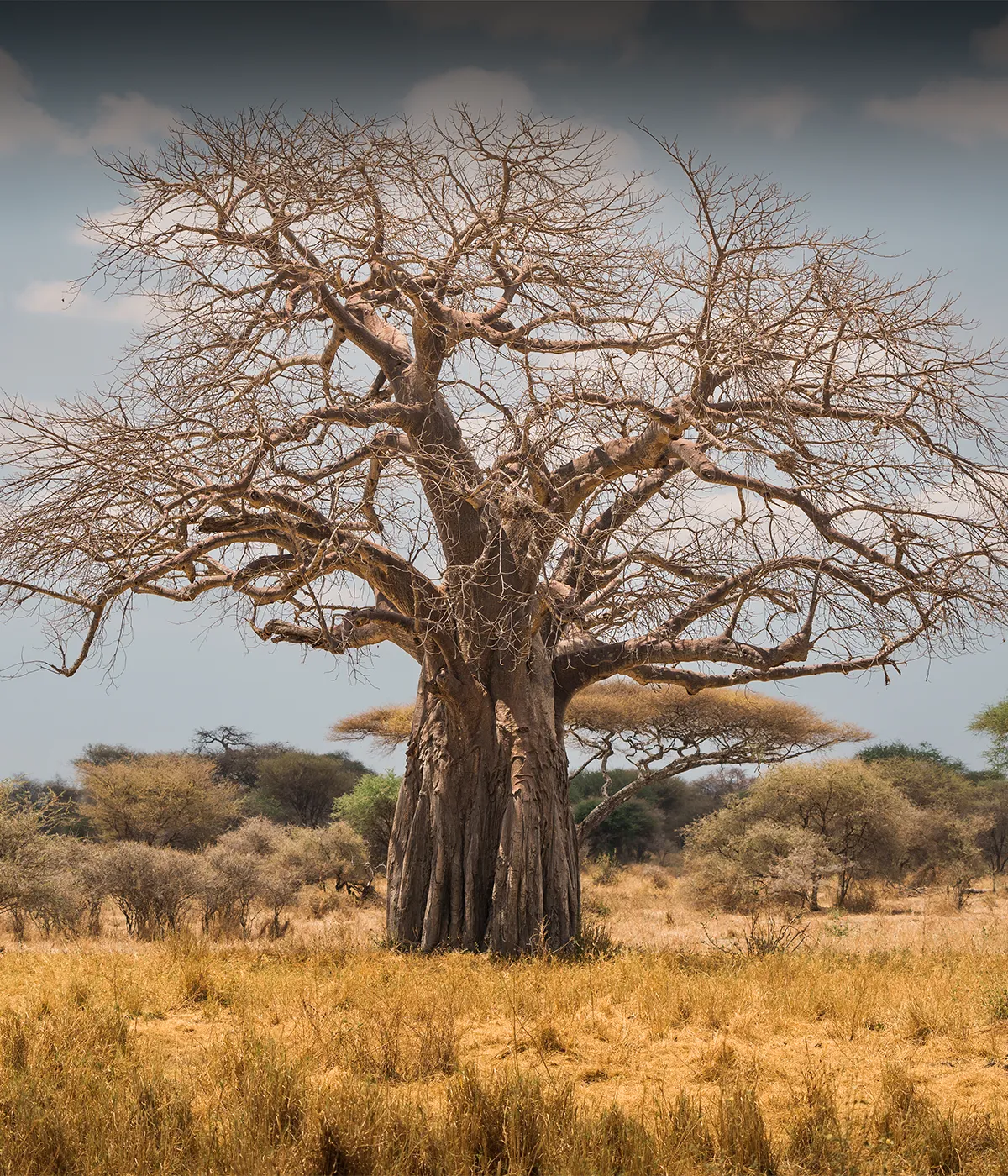 Tarangire National Park Baobab tree