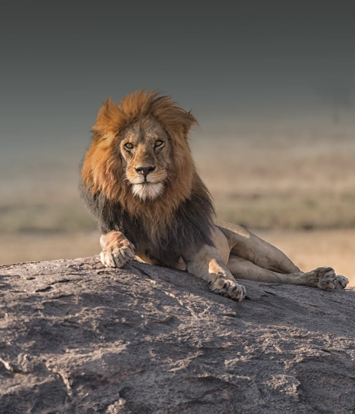 Serengeti National Park Wildlife