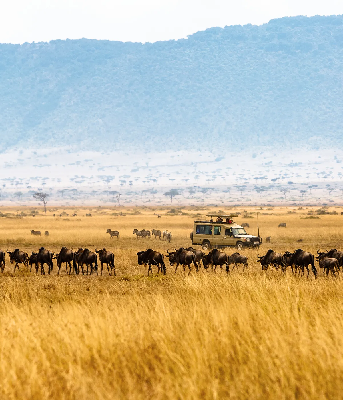 Serengeti – Ngorongoro Game Drive