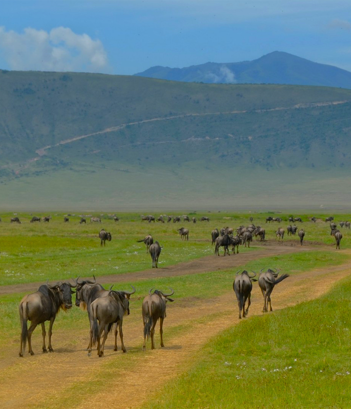 Ngorongoro crater Wildlife