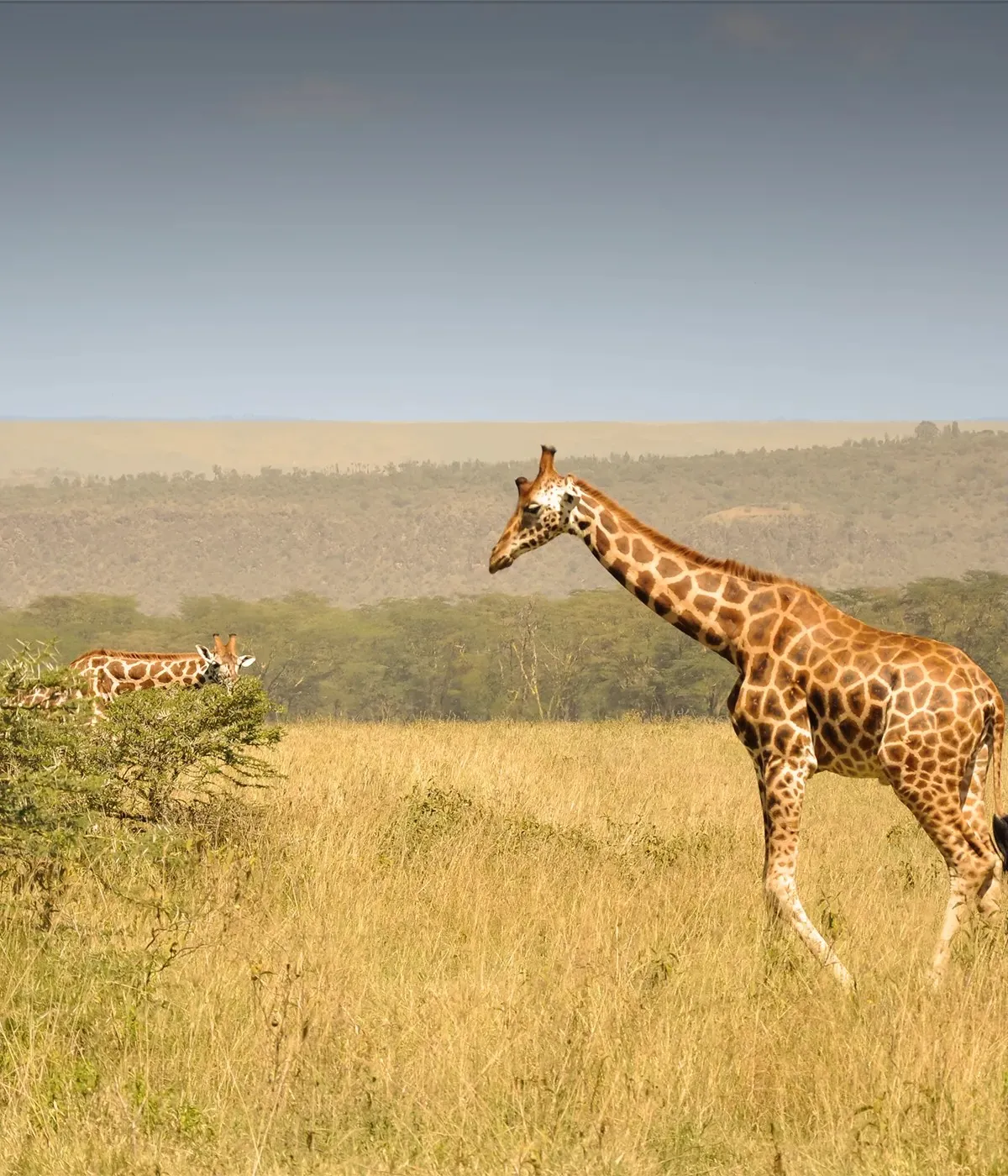 Arusha- Tarangire Wildlife