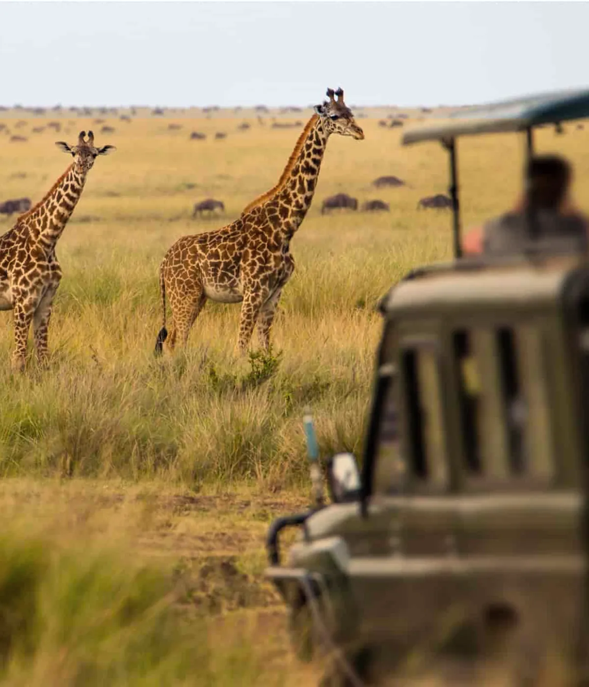 Serengeti Wildlife