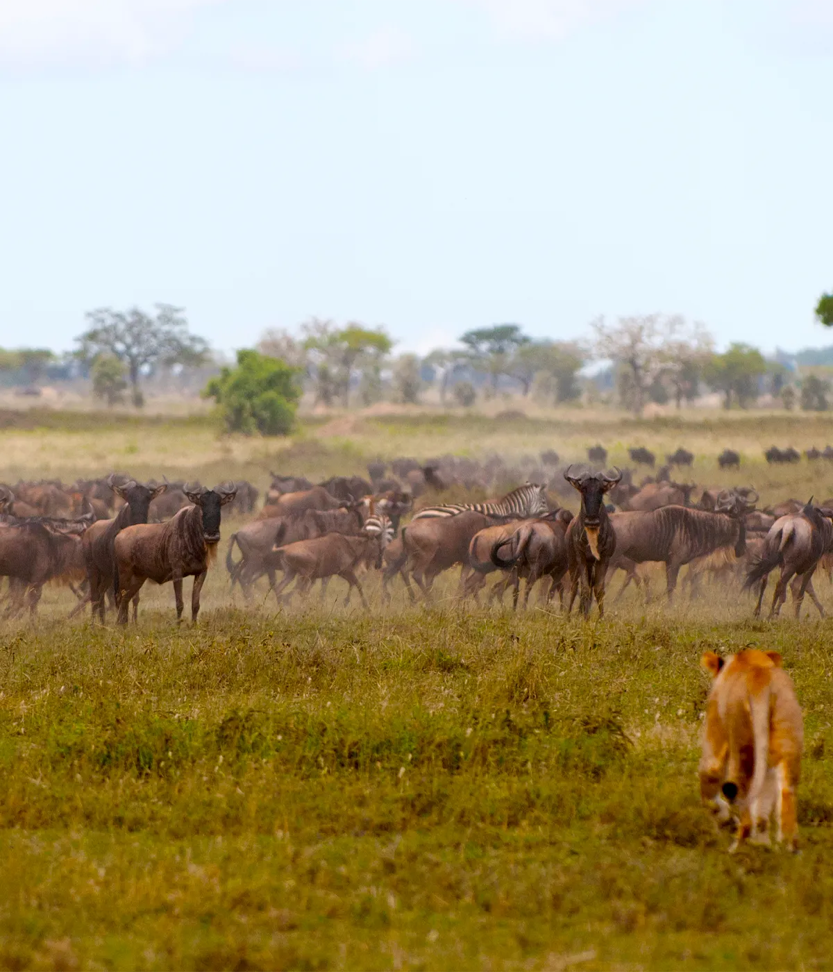 Serengeti Migration